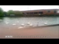 Swans & Ducks At The Park