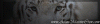 shazy_sig_003.gif shazy_sig_003.gif