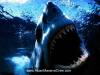 shark23.jpg shark23.jpg