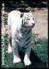 tiger9.jpg tiger9.jpg