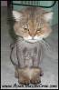shaved_kitty.jpg shaved_kitty.jpg