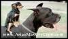 small_dog_riding_big_dog.jpg small_dog_riding_big_dog.jpg